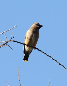 cedar_waxwing_2